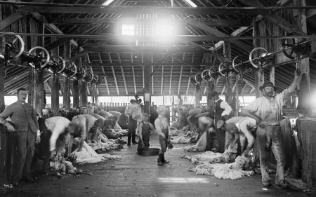 Black and white photograph of 16 men in a large shearing shed. They are shearing sheep using mechanical shears attached to a metal shaft that runs along the roof on each side of the room. Three small boys are collecting the wool from the floor.